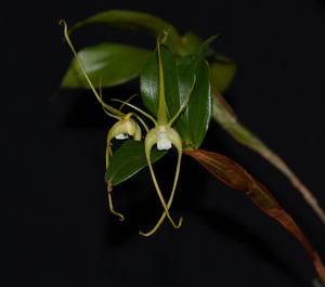 Dendrobium tetragonum var. cacatua