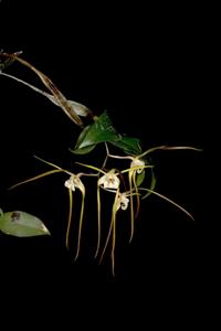 Dendrobium tetragonum var. melaleucaphilum