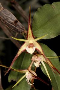 Dendrobium tetragonum subsp. tetragonum