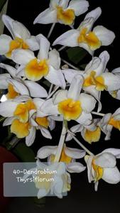 Dendrobium thyrsiflorum