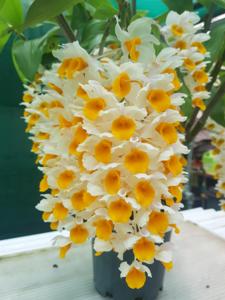 Dendrobium thyrsiflorum