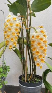 Dendrobium thyrsiflorum