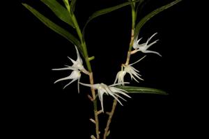 Dendrobium tozerense