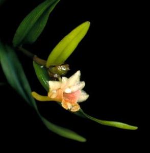 Dendrobium tricuspe
