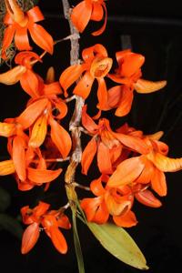 Dendrobium unicum
