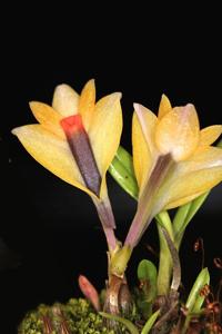 Dendrobium vexillarius