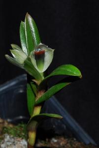 Dendrobium vexillarius var. retroflexum