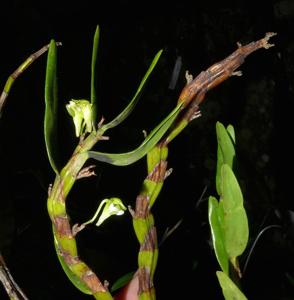 Dendrobium viridiflorum