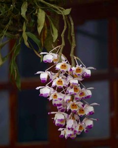 Dendrobium wardianum