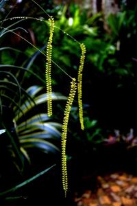 Coelogyne filiformis