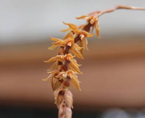 Coelogyne oxyloba