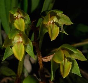 Coelogyne pubescens