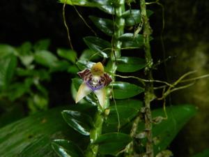 Dichaea pendula