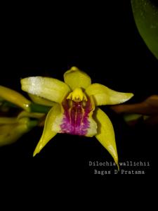 Dilochia wallichii