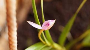 Dimerandra emarginata