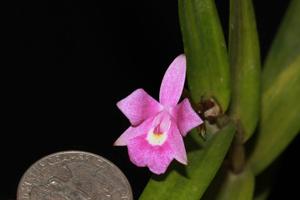 Dimerandra emarginata