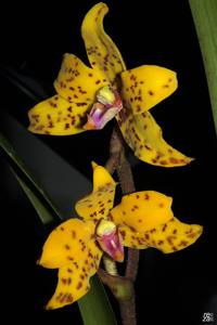 Dimorphorchis lowii