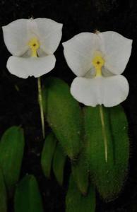 Diplomeris hirsuta