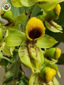 Catasetum galeritum