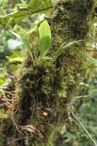 Dracula chestertonii