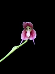 Dracula trichroma