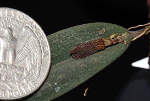 Dresslerella pertusa