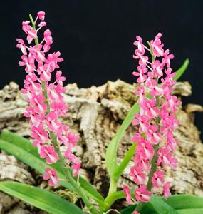 Dyakia hendersoniana