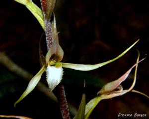 Eltroplectris calcarata
