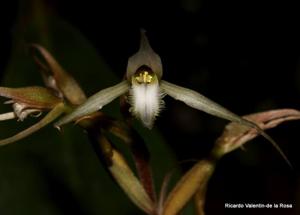 Eltroplectris calcarata
