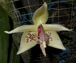 Embreea rodigasiana