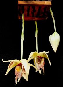 Embreea rodigasiana