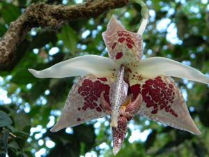 Embreea rodigasiana