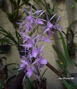 Encyclia adenocaula