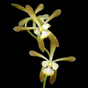 Encyclia alata