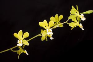 Encyclia alboxanthina