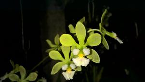 Encyclia alboxanthina
