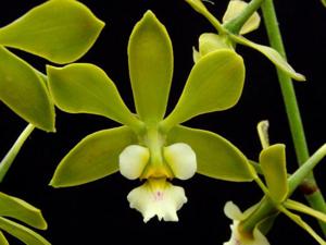 Encyclia alboxanthina