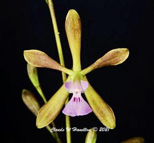 Encyclia bipapularis