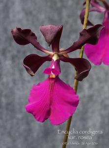 Encyclia cordigera var. rosea