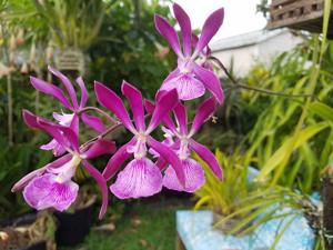 Encyclia kennedyi