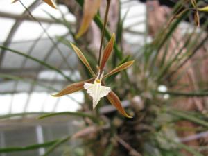 Encyclia nematocaulon