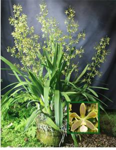 Encyclia patens