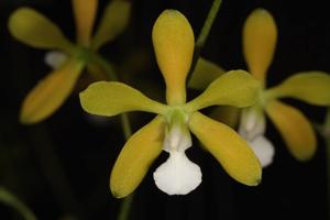 Encyclia tampensis