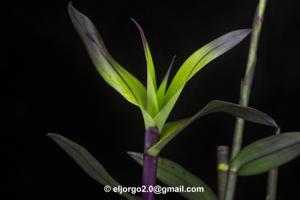 Epidendrum agoyanense