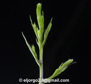 Epidendrum agoyanense