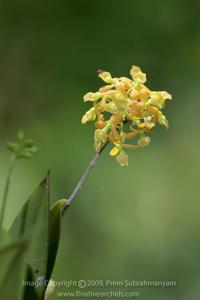 Epidendrum amphistomum