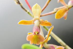 Epidendrum anceps