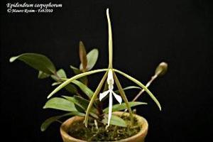 Epidendrum carpophorum