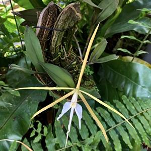 Epidendrum carpophorum