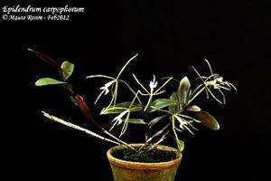 Epidendrum carpophorum